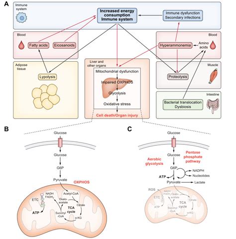 Pathophysiology Of Decompensated Cirrhosis Portal Hypertension