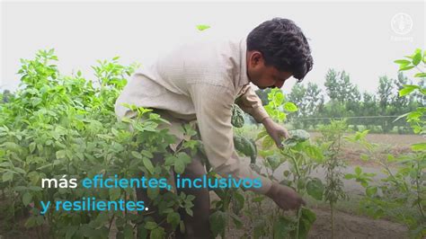 Agroecología Un Enfoque Para Alcanzar Sistemas Agroalimentarios Más