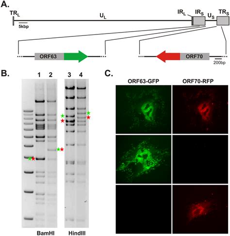 Generation Of Fluorescently Labeled VZV P Oka Facilitates Analysis Of