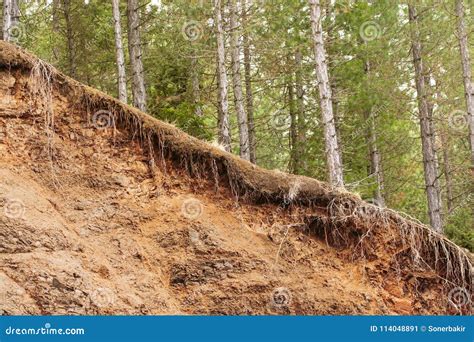 Tangle Of Exposed Tree Roots Royalty Free Stock Image Cartoondealer