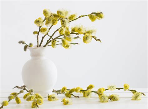 Premium Photo Branches Of The Pussy Willow With Flowering Bud In Vase With Water On White
