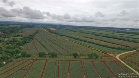 PHOTOS: World-Class Del Monte Pineapple Plantation from Above