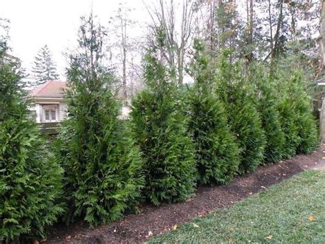 How To Plant Arborvitae Trees Artofit