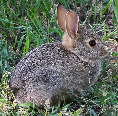 Rabbit Wikifur The Furry Encyclopedia