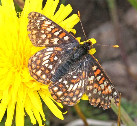 26 Black And Yellow Butterflies Pictures And Identification