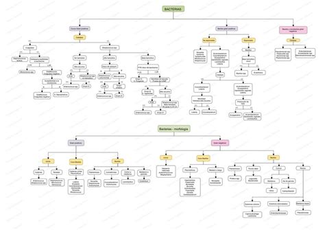 Mapa Conceptual Bacterias Laura Restrepo Udocz Porn Sex Picture