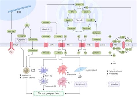 Mce 肿瘤代谢 技术前沿 生物在线 Lab On Web