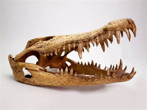 Nile Crocodile - Up Close and Personal With Africa's Largest Reptile