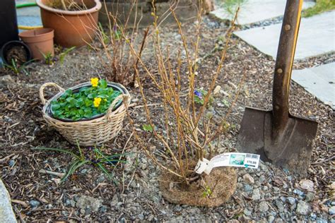 Slik Velger Du Riktige Planter Til Hagen Nibio