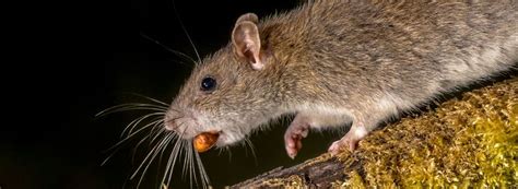 Are Mice Dangerous? | Rentokil Pest Control Ireland