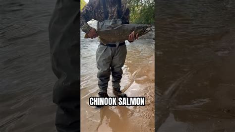 Chinook Salmon Release Kingsalmon Fishing Shorts Youtube