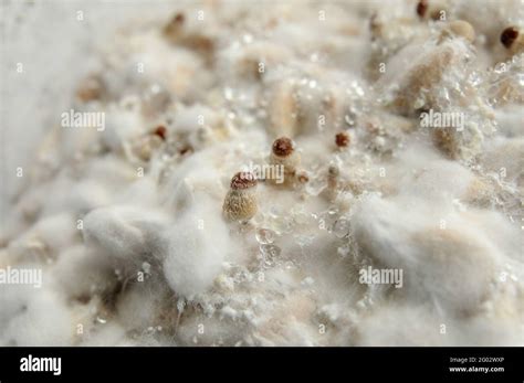 Mycelium Of Psilocybin Psychedelic Mushrooms Golden Teacher Macro View