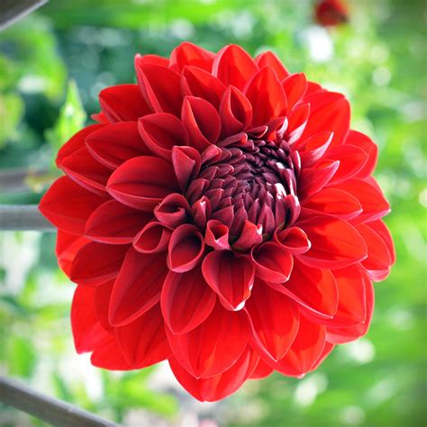 Dalia Flor Rojo Planta De Foto Gratis En Pixabay Pixabay