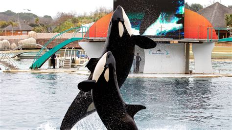 Marineland Le Plus Grand Parc Aquatique Antibes