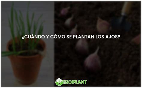 Gu A Para Plantar Ajos Fechas Y T Cnicas Ideales Egoiplant