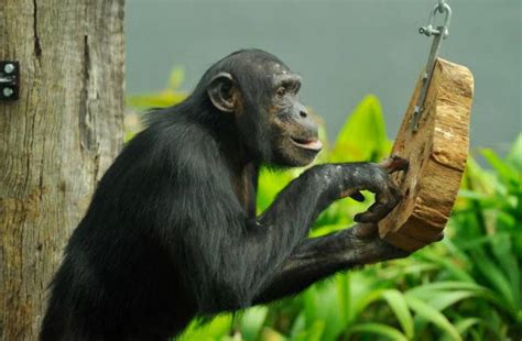 50 интересни факта за маймуните