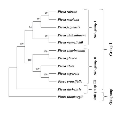 A Rooted Neighbor Joining Phylogenetic Tree Of 11 Picea Species Using