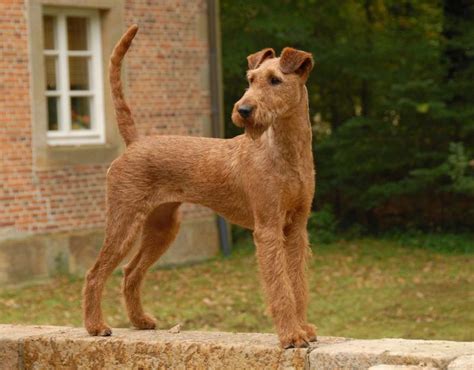 Irish Terrier Dog Breed Information And Images K9 Research Lab