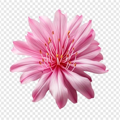 Free PSD | Rhodora flower png isolated on transparent background