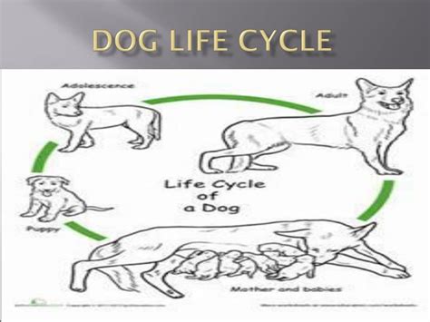 Dog Life Cycle Facts