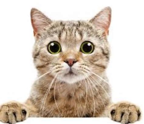 You Guys Like Tan Pussy Scrolller