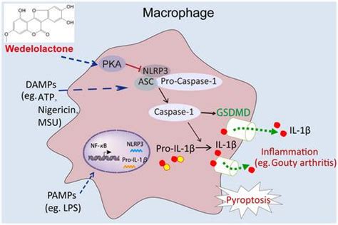 Wedelolactone Facilitates Ser Thr Phosphorylation Of Nlrp Dependent On