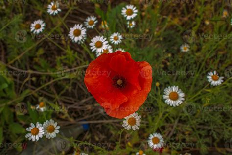 Papoula Florescendo Papaver Rhoeas L Tamb M Chamada De Papoula Ou Rosa