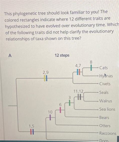 Solved This phylogenetic tree should look familiar to you! | Chegg.com 