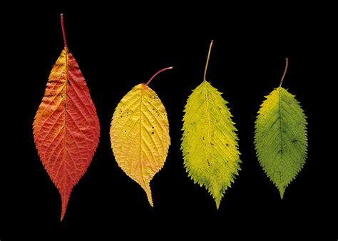 picture viewer fall leaves