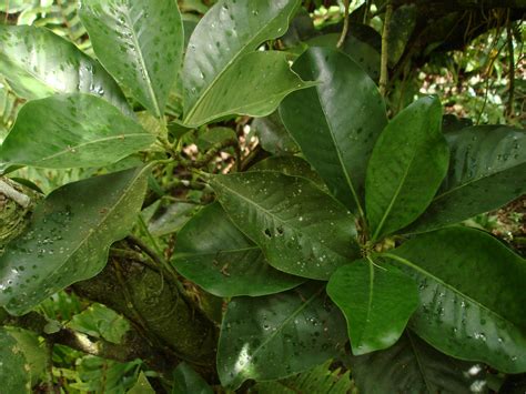 Psychotria mariana | Lauren Gutierrez | Flickr