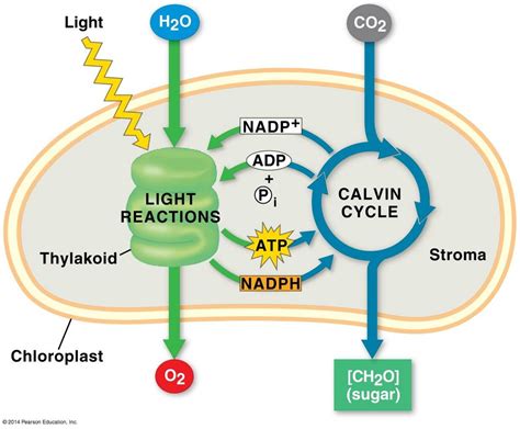 Biology: Unit 2A... missing cellular respiration and fermentation ...