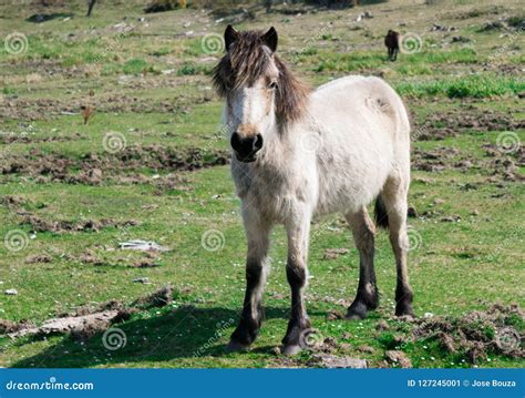 Wild horse in its habitat stock image. Image of looking - 127245001