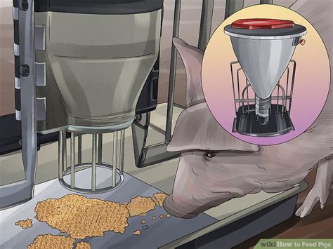 How To Feed Pigs 12 Steps With Pictures WikiHow