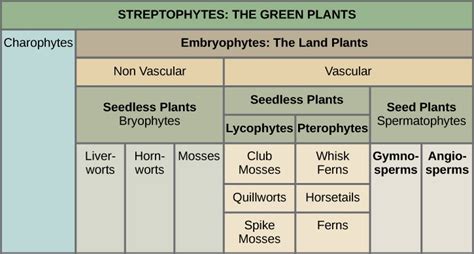 Seedless Plants Reproduction