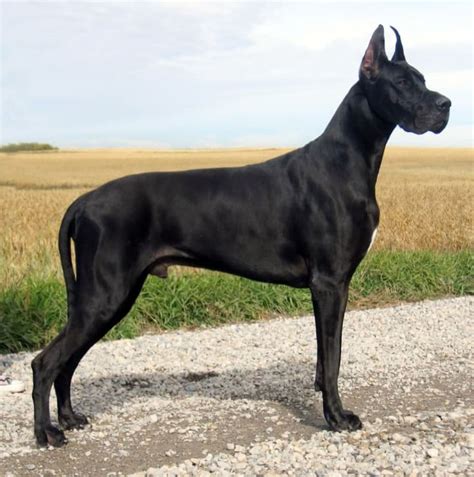 Best Large Dog Breeds | Petlife