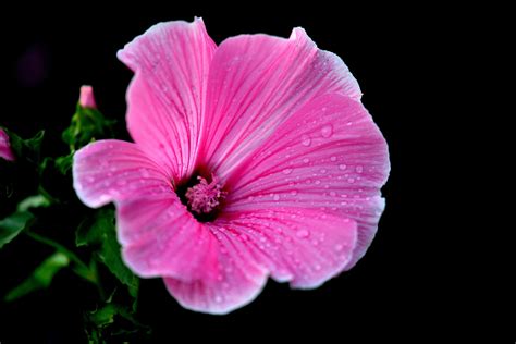 Hintergrundbilder Blumen Pflanzen Fotografie Makro blühen Rosa