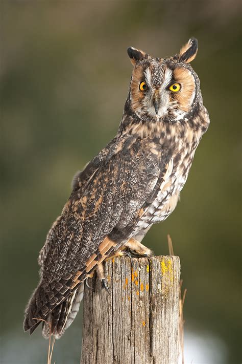 Long-eared Owl : Minnesota Breeding Bird Atlas