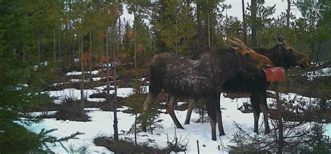 Un projet de recherche dédié à la tique de lorignal au Québec