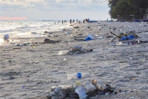 Aksi Bersih Pantai Pelindo Kumpulkan 1 7 Ton Sampah