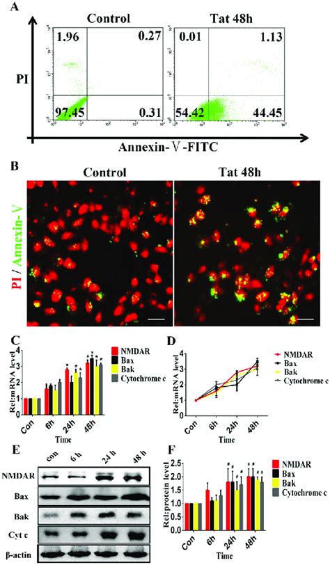 Hiv Tat Induces Apoptosis In Rpe Cells Arpe Cells Were Incubated