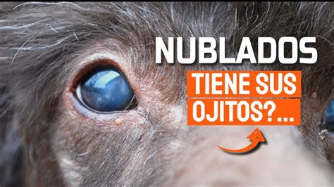 POR QUÉ los OJOS de un PERRO están NUBLADOS La Verdad YouTube