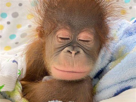 Orangutan Baby