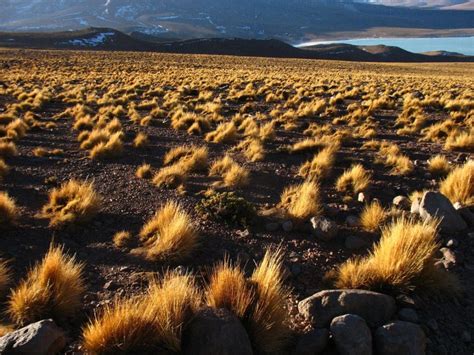 Stipa Ichu Como Plantar