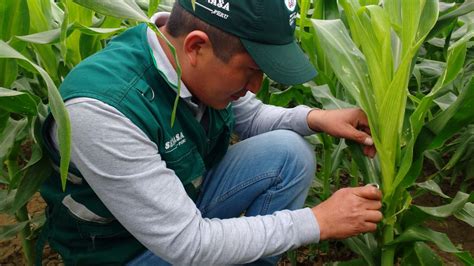 Evaluación De Plagas En El Cultivo De Maíz Senasa Al Día