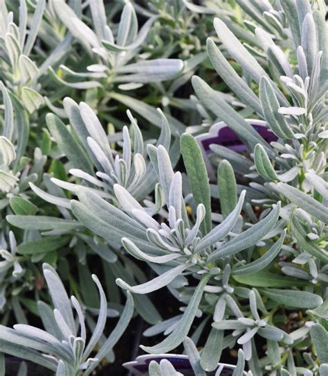 Lavender Cellpack Lavandula Angustifolia Edelweiss From Hillcrest Nursery