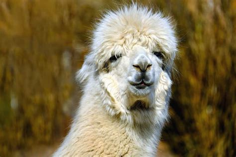 kurz über LAMA-IT.de - lama-it.de