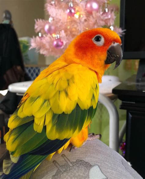 Sun Conure For Sale Buy Conure Birds Near Me Available Conure