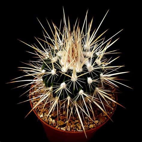 Echinofossulocactus Phyllacanthus Or Stenocactus Phyllacanthus Is A