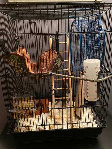 You And Me Square Top Parakeet Cage 165 L X 118 W X 22 H Petco