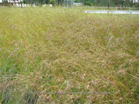 Diversity Native Seeds » Blog Archive » Themeda triandra. kangaroo grass